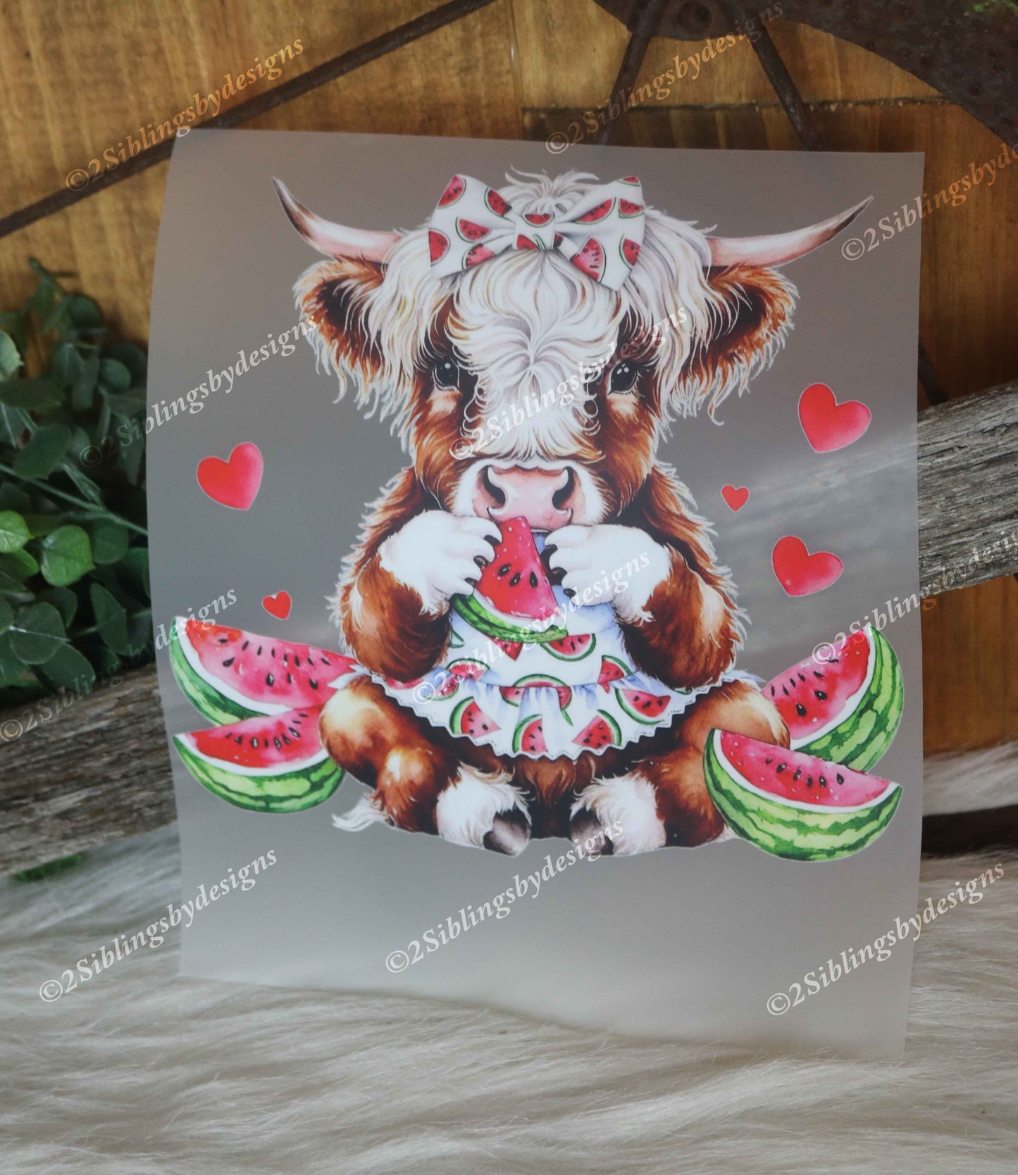 Summer Coquette Highland Cow 1