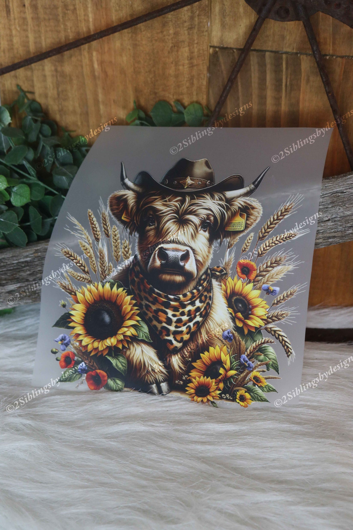 Western Highland Cow